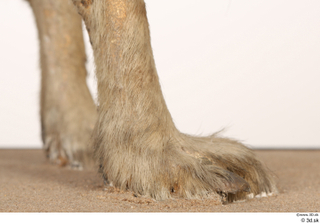 Striped Hyena Hyaena hyaena foot 0001.jpg